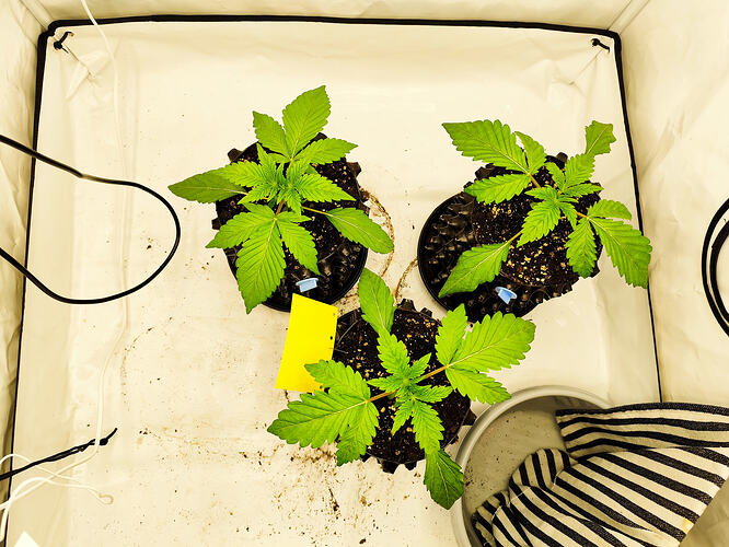 Growreport Bild 7