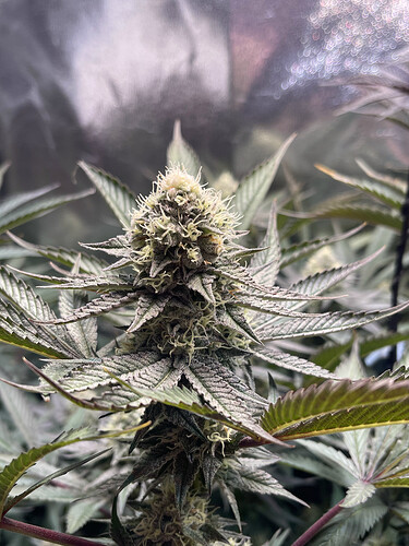 Growreport Bild 18