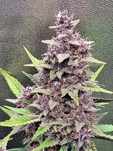 Growreport Bild 6