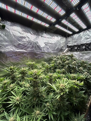 Eine Growbox mit mehreren blühenden Cannabispflanzen unter LED-Beleuchtung.