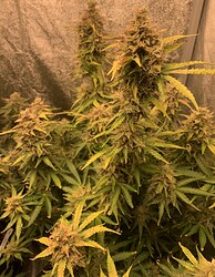 Growreport Bild 8