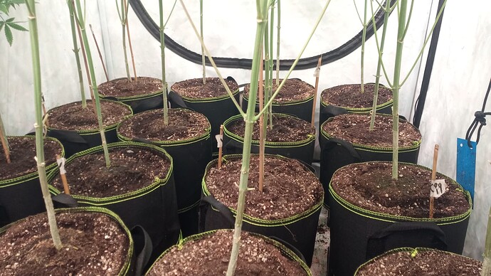 Growreport Bild 4