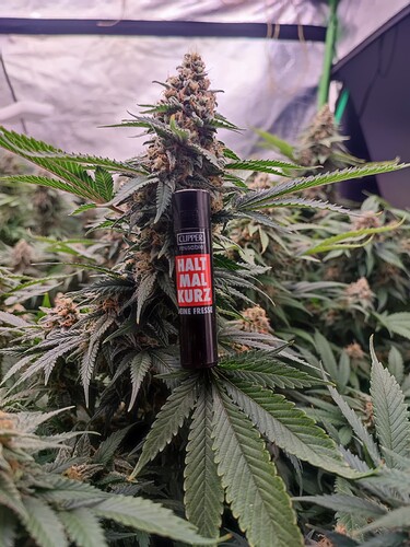 Growreport Bild 20