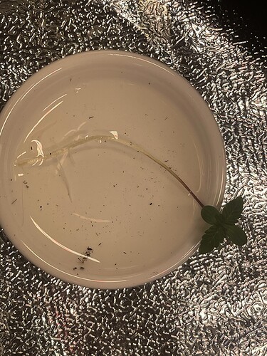 Growreport Bild 19