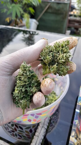 Growreport Bild 4