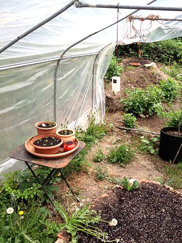 Growreport Bild 41