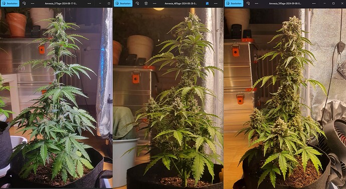 Amnesia_37_48_59