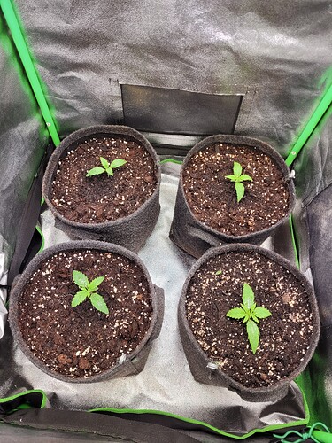 Growreport Bild 2