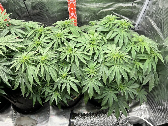 Drei Cannabis-Pflanzen in einer Growbox, die sich in der Wachstumsphase befinden, mit einem Messstab im Hintergrund.