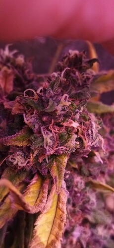 Growreport Bild 8