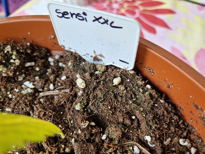 Growreport Bild 19
