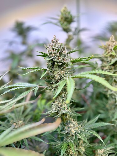 Growreport Bild 5