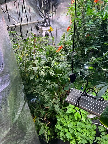 Growreport Bild 29