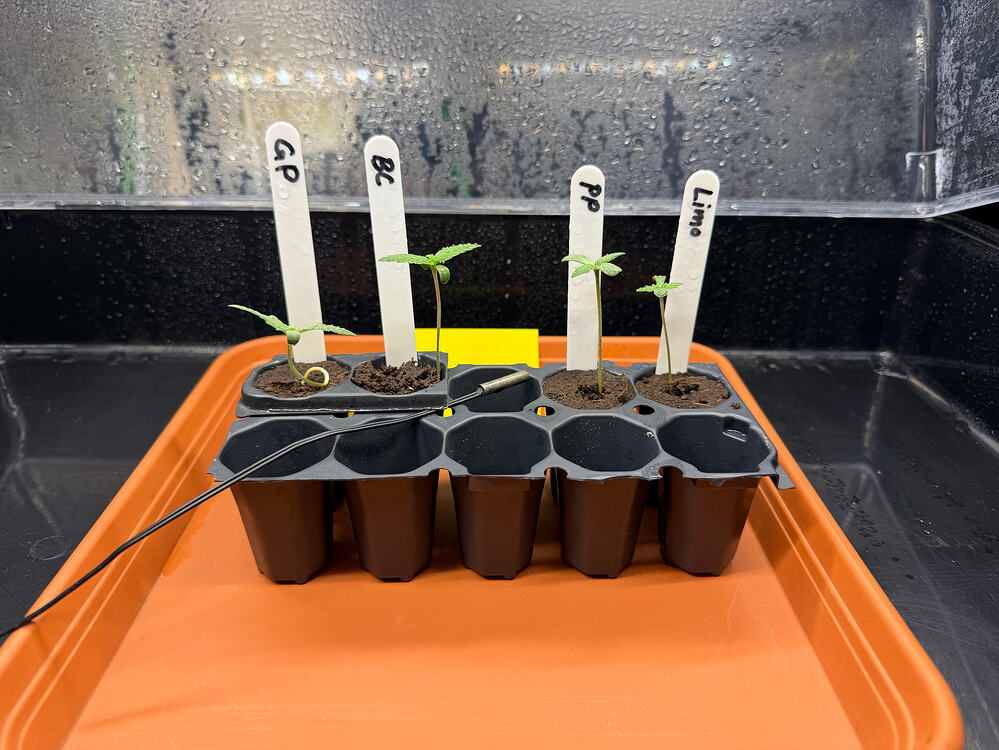 9.ter Durchgang mit Pineapple Express und Kush Mint in 250ltr Living Soil (Mitte Blüte)