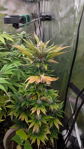 Eine blühende Cannabispflanze mit gelben und braunen Blättern, die in einem Zelt wächst.