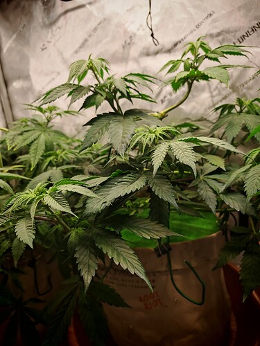Growreport Bild 5