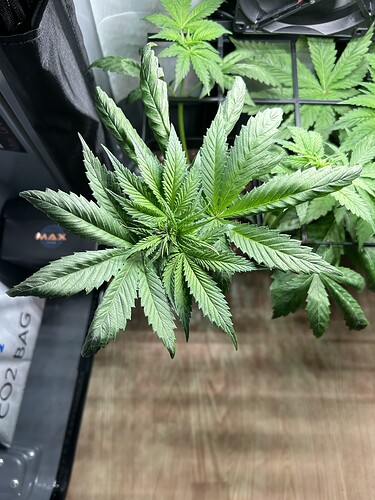 Growreport Bild 1