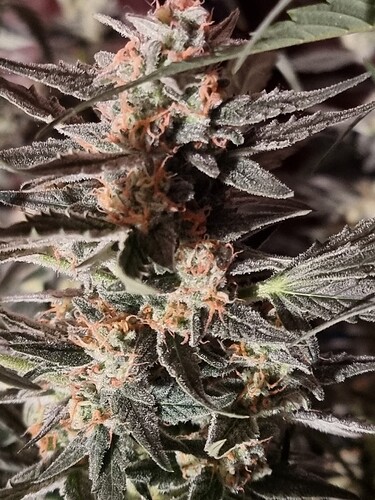Growreport Bild 11