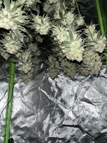 Growreport Bild 33