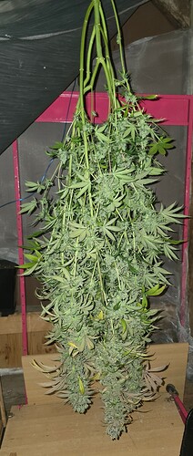 Growreport Bild 74