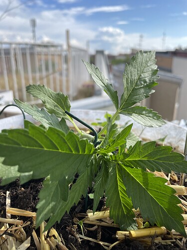 Growreport Bild 16