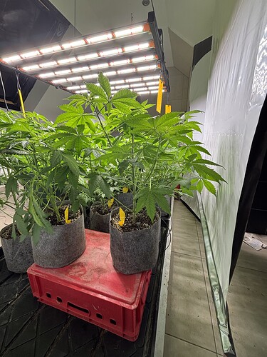 Growreport Bild 29