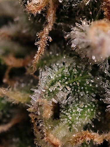 Growreport Bild 19