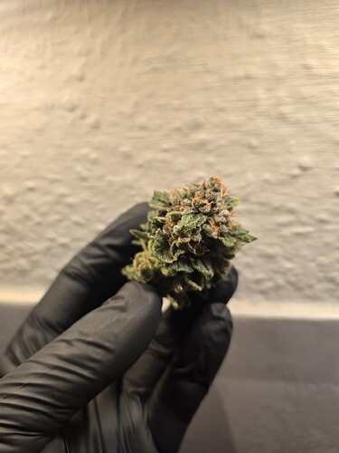 Growreport Bild 8