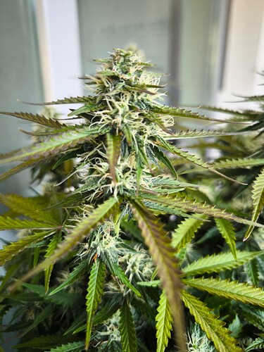 Growreport Bild 11