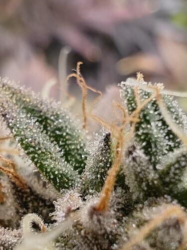 Growreport Bild 70