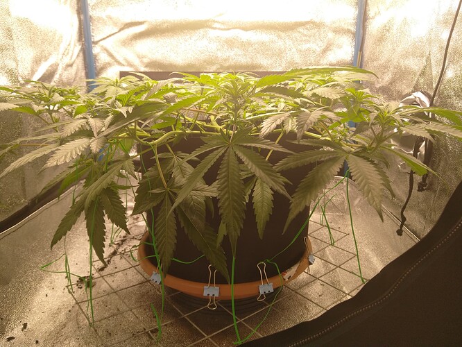 Growreport Bild 8