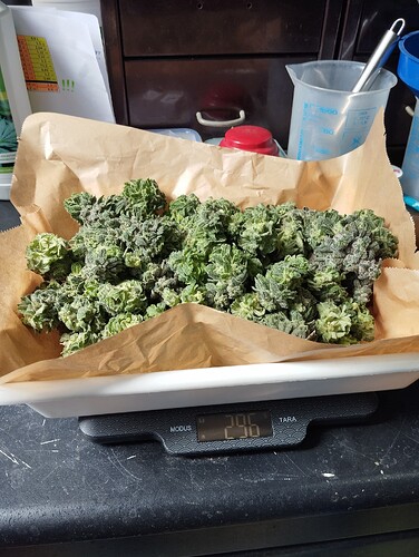 Growreport Bild 37