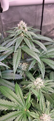 Growreport Bild 16