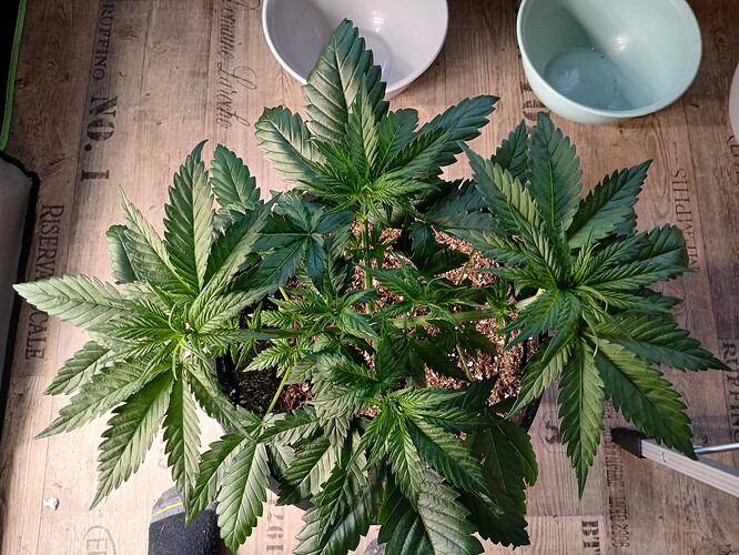 Growreport Bild 3