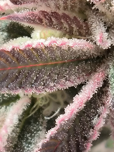 Growreport Bild 20
