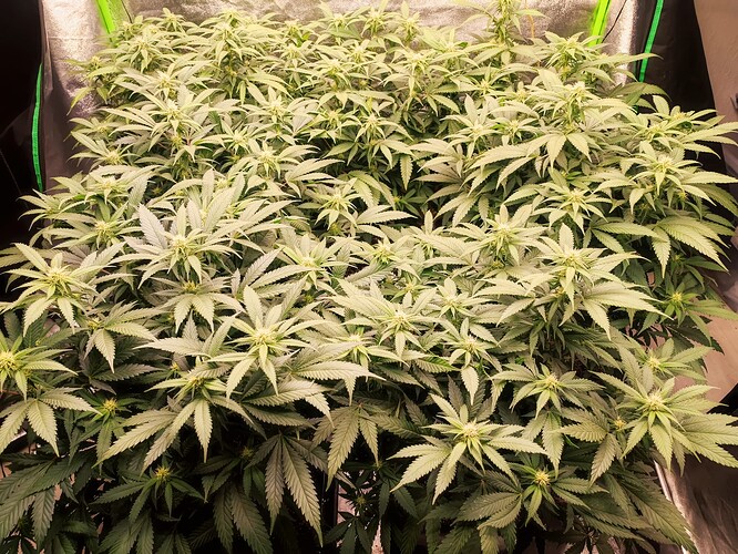 Growreport Bild 2
