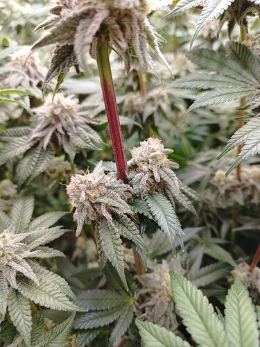 Growreport Bild 8