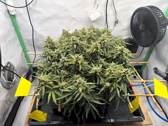 Growreport Bild 6