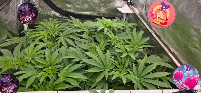 Growreport Bild 3