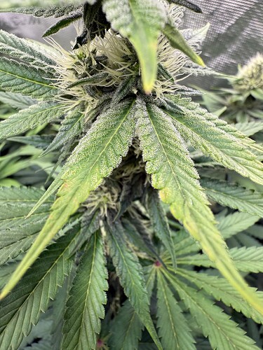 Growreport Bild 5