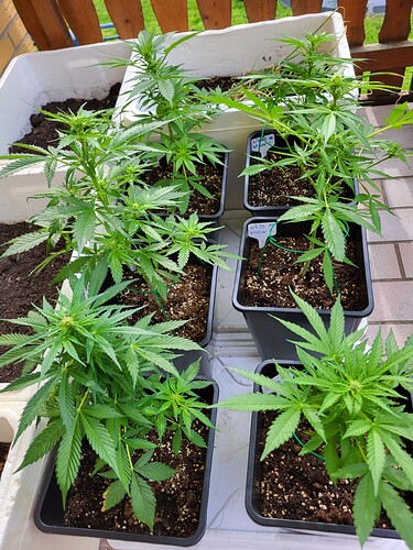 Growreport Bild 1