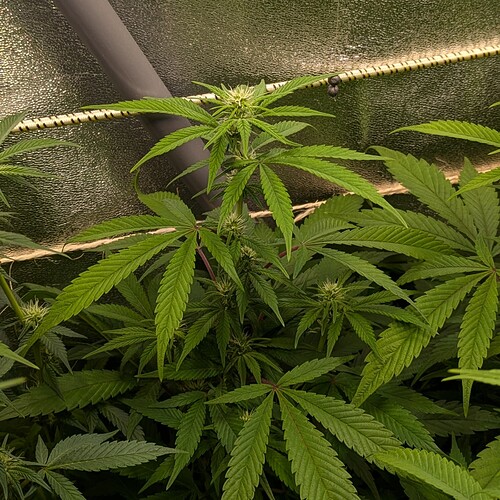 Growreport Bild 26