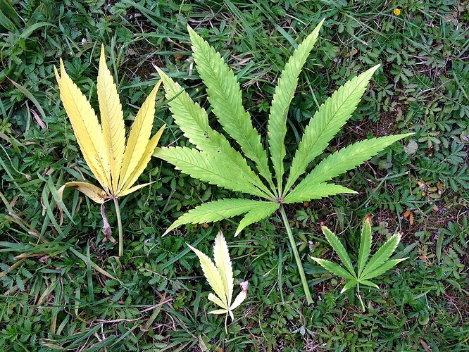 Growreport Bild 36