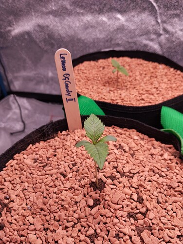 IMG_20241124_184111 - Kopie