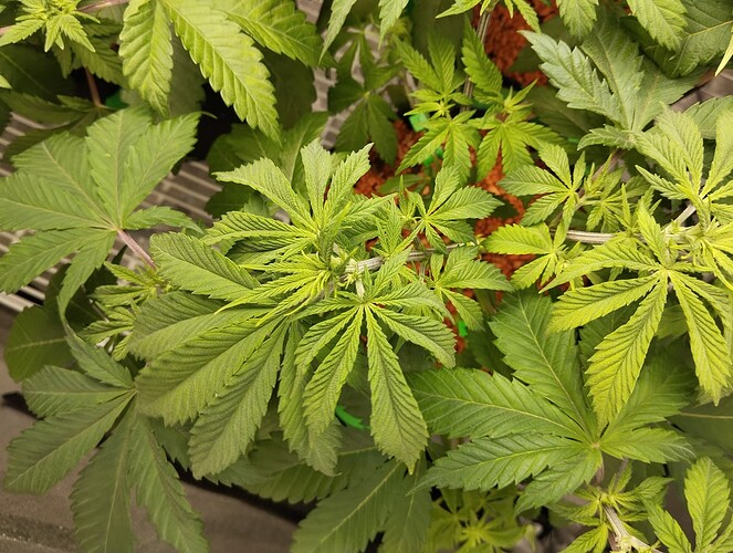 Growreport Bild 19