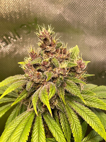 Growreport Bild 4