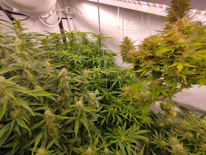 Growreport Bild 20