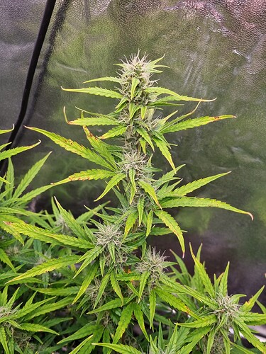 Growreport Bild 6