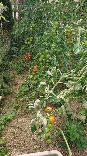 Growreport Bild 29