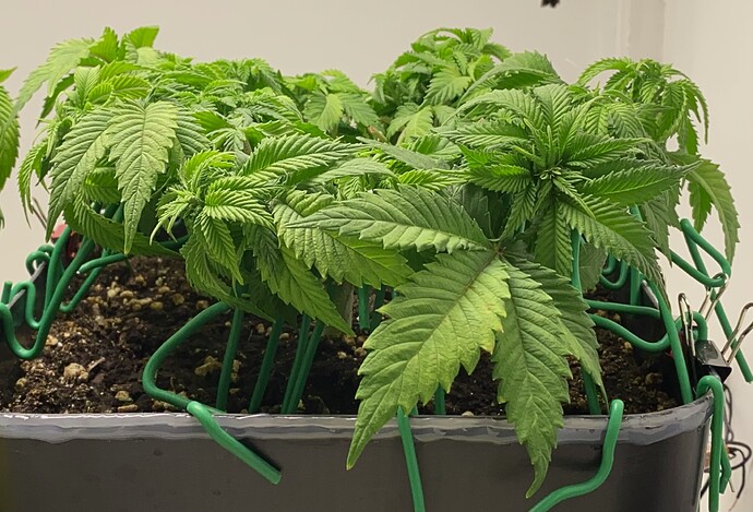 Growreport Bild 11